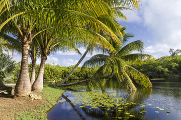Fototapeta premium Palm Trees Taking a Dip