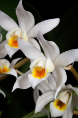 Fototapeta premium Orchid flower on black (Coelogyne mooreana)