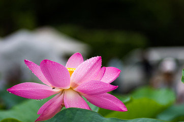 Ancient lotus