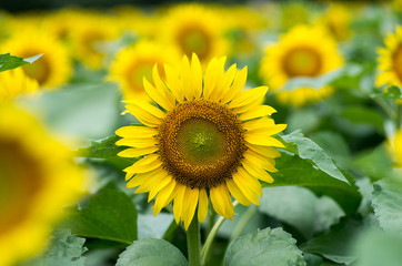 sunflower