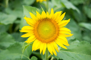 Fototapeta premium sunflower