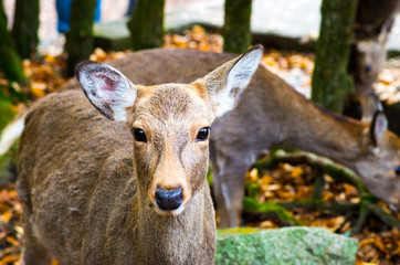 deer at nara park,tourism of japan