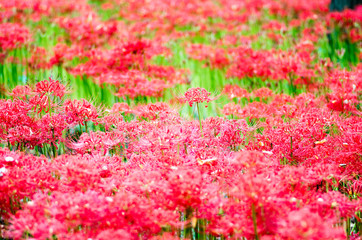 cluster amaryllis flower