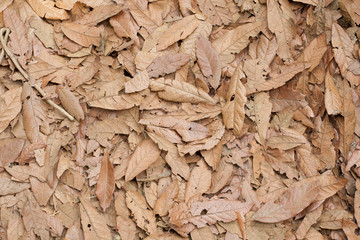 Hojas secas - textura.