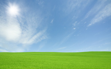 Fototapeta premium Green grass and sky