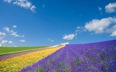 Flower field and blue sky with clouds.