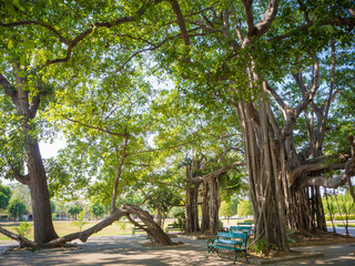Big Banyan tree in Thailand
