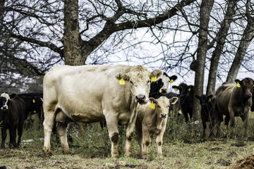 Blond cow and calf pair in a group of cows
