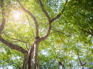 Big Banyan tree in Thailand
