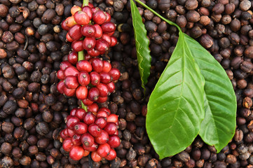 Coffee beans ripening on dried berries coffee beans backgourng