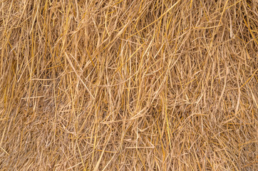 Pile of paddy bundle on the rice field after harvest