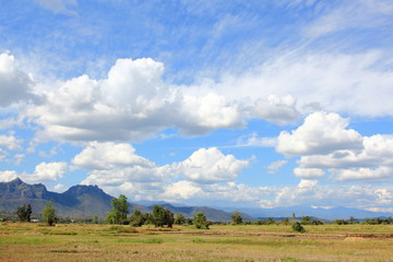Green Paddy Field Under Blue Sky With Hills Behind the Scene