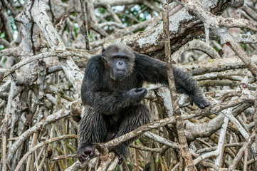 Portrait of an adult chimpanzee (Pan troglodytes)  in branches of mangrove trees.