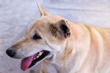 Dog tick bloodsucking insect on ear