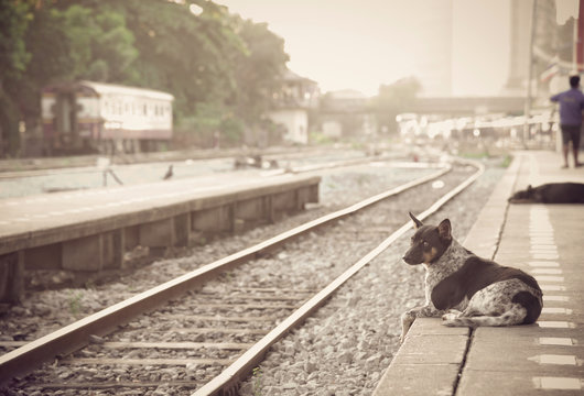 Dog Waiting For His Master To The Retro Steam Train Station