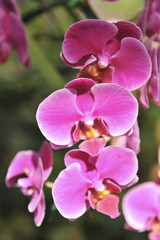Fototapeta na wymiar violet Orchid