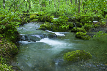 Fototapeta na wymiar Stream in green forest