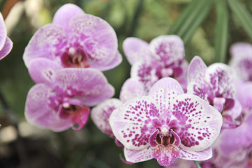 Fototapeta premium violet Orchid