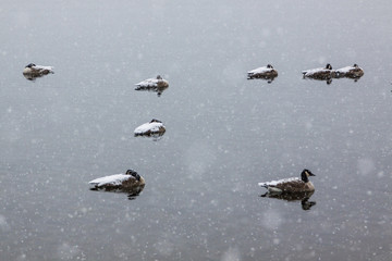 group of mallard ducks in lake in blizzard weather