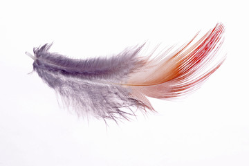 A bird's feathers, color is very beautiful