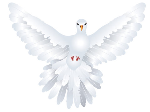 White Pigeon Illustration