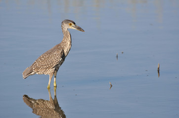 Young yellow-crowned night heron hunting for food in shallows