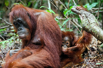 A female of the orangutan with a cub in a native habitat. Bornean orangutan (Pongo o pygmaeus wurmmbii) in the wild nature.