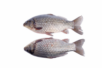 Crucian carp