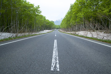 Obraz premium Road in a green forest