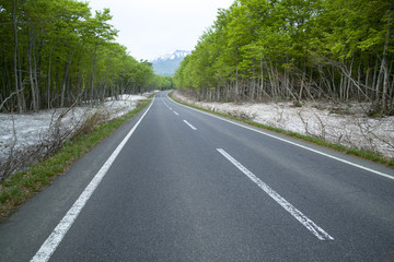 Road in a green forest