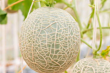 Obraz premium melons, cantaloupe growing in greenhouse and supported by string