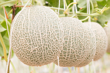 melons, cantaloupe growing in greenhouse and supported by string