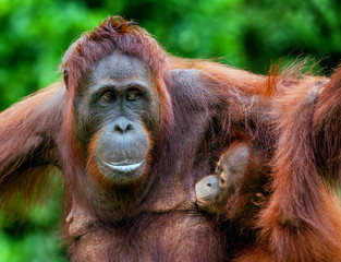  The female of the orangutan feeds a cub.  A female of the orangutan with a cub in a native habitat. pongo pygmaeus wurmmbii.