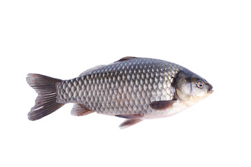 Crucian carp