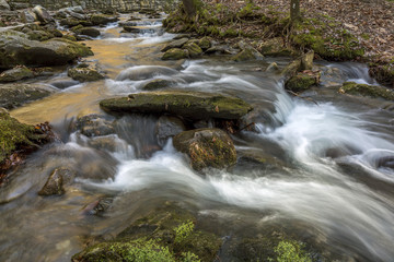 Fototapeta na wymiar Stream Winding Through a Forest - Tennessee