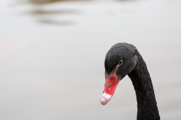 Black swan