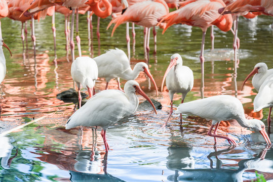 The pink Flamingo bird and the White Ibis on the lake in the par