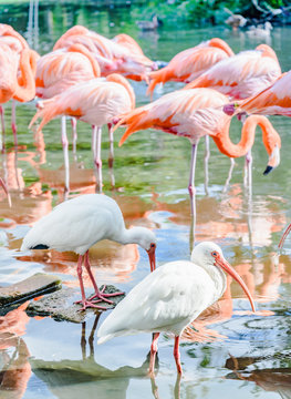 The pink Flamingo bird and the White Ibis on the lake in the par