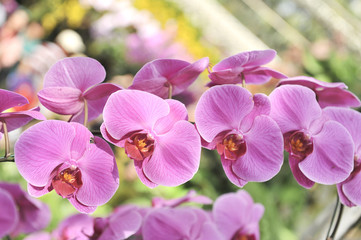 Fototapeta premium violet Orchid