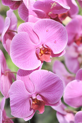 Naklejka na ściany i meble violet Orchid