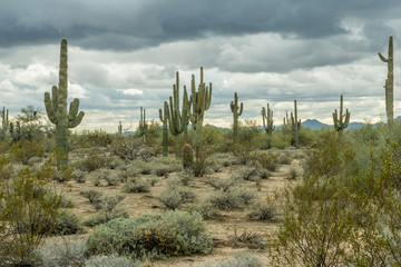 The Rugged Desert of the Southwest USA

