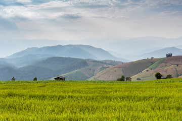 Fototapeta premium Rice field at Bongpieng Villages, located at Chiang Mai in Thailand