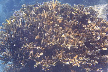 Fototapeta na wymiar Beautiful coral reef coastal.
