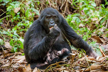Portrait of a mountain gorilla with cub at a short distance. gorilla close up portrait.
