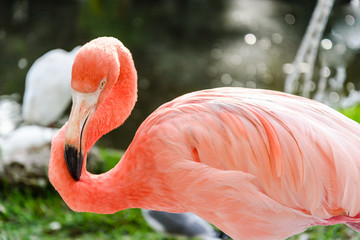 The pink Flamingo bird on the lake in the park
