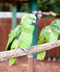 Green Macae bird on the branch