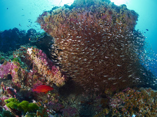 Ricefish / Glassfish