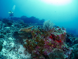 Fototapeta na wymiar diver with coral
