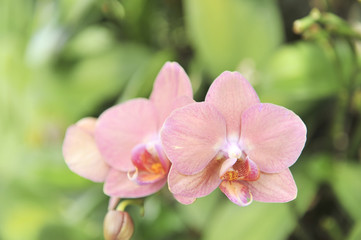 Obraz na płótnie Canvas orange Orchid