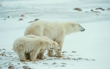 Ourse polaire avec oursons. Une ourse polaire avec deux petits oursons sur la neige.
